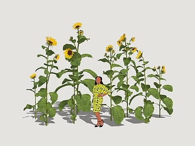 植物组合 向日葵 向阳花