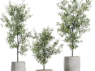 盆栽 现代植物盆栽