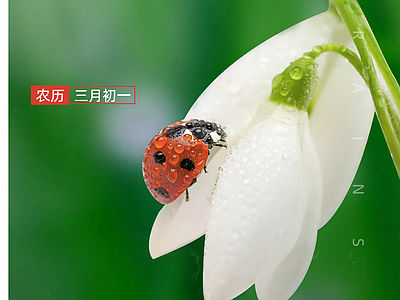 新中式纸书本 二十四节气雨水 宣传栏