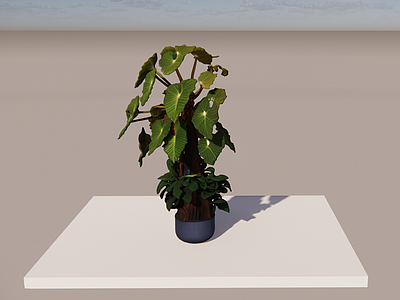 植物组合 盆栽组合 龟背竹 盆栽阔叶 室内植物