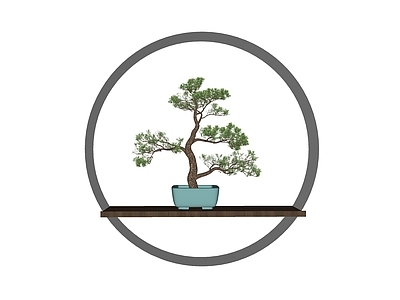 盆栽 黑松盆栽