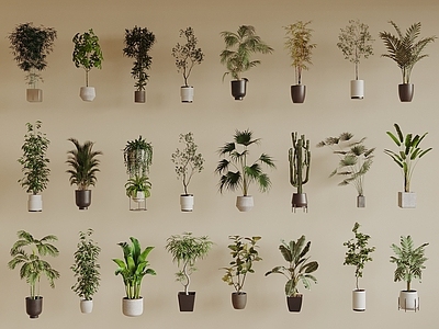 盆栽 现代植物盆栽 绿植盆栽