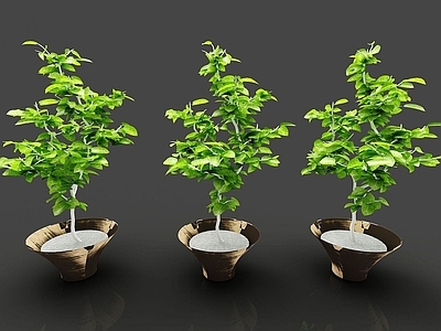 现代佛龛 现代装饰植物