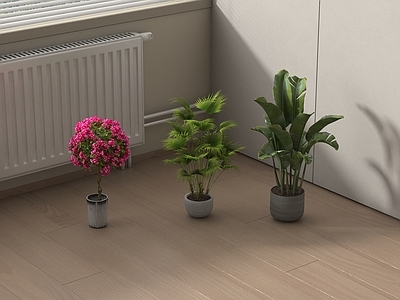 盆栽 盆栽 三角梅 植物盆栽 室内植物 天堂鸟