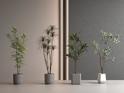 盆栽 绿植盆栽