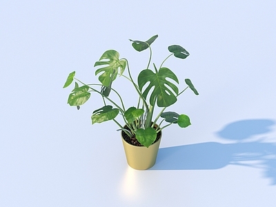 盆栽 花盆 盆栽 绿植