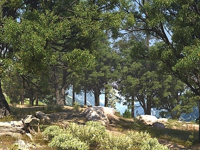 景观树 大树 乔木 景观树 树林 植物