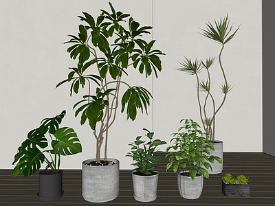 盆栽 盆栽 绿植 植物 落地盆栽
