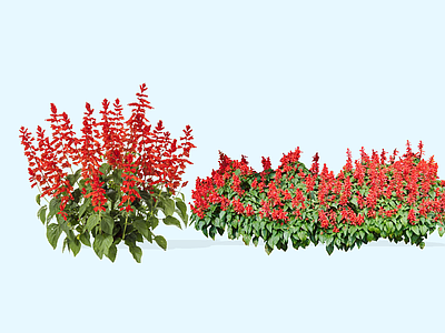 花草 2D一串红鼠尾草 象牙红鼠尾草 炮仗红