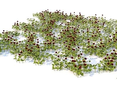 花草组合 植物草地 花花草
