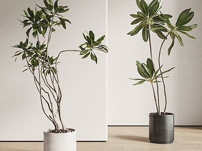 盆栽 植物 绿植 盆栽 落地 橡胶树