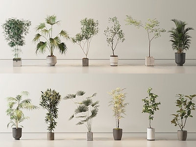 盆栽 盆栽 绿植 植物 植物堆