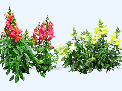 花草 2D金鱼草