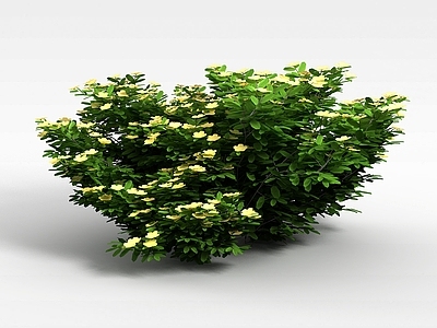 现代景观植物绿篱