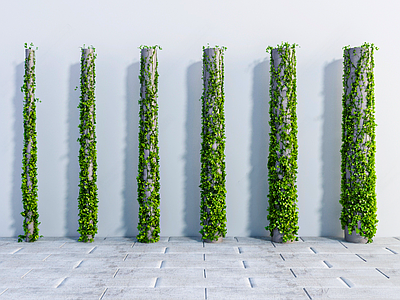 藤蔓 爬藤 藤蔓 爬虎藤