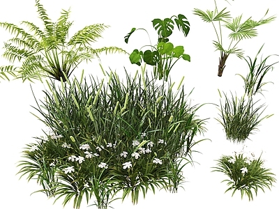 花草 野草 杂草 景观植物 棕榈 绿植丛