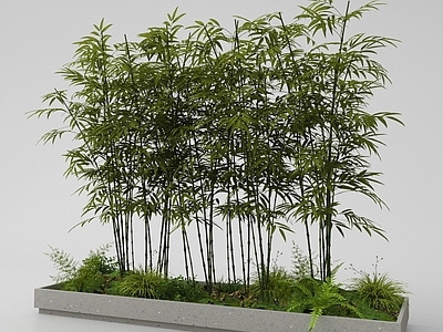 竹子 翠竹 园林竹 现代竹子花池