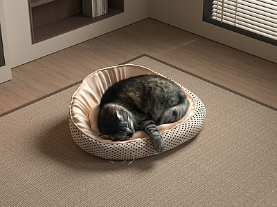 爬行动物 宠物猫