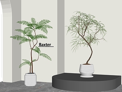 盆栽 盆栽 盆景 景观绿植