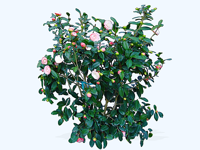 灌木 2D山茶花灌木 常用花灌木 茶梅