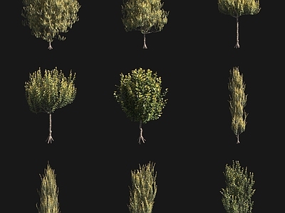 景观树 荷兰榆树