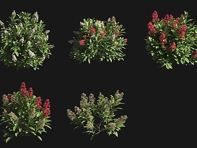 灌木 红宝石茵芋灌木花