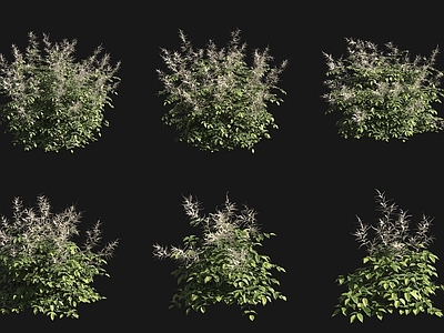 灌木 假升麻灌木花树