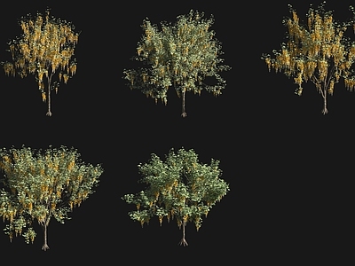 灌木 金链花灌木花树