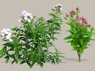 灌木 2D宿根福禄考 天蓝绣球 草夹竹桃 福禄考 锥花福禄考