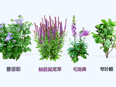 灌木 2D林荫鼠尾草 毛地黄 藿香蓟 琴叶榕