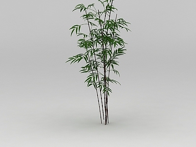 现代竹子
