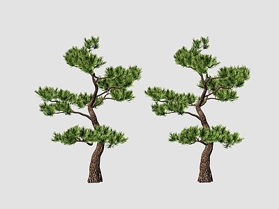 现代其他树木 植物 树