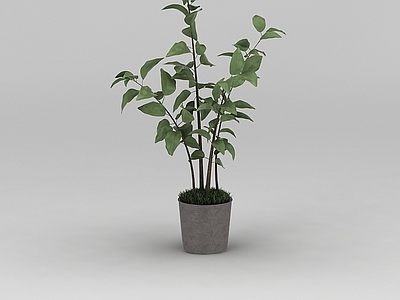 现代小树苗绿植盆栽