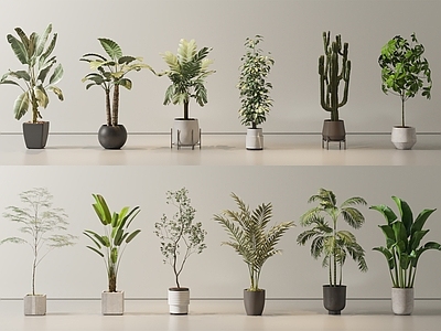 盆栽 盆栽 绿植 植物 仙人掌 天堂鸟