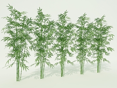 现代竹子