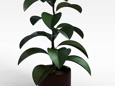 现代灌木绿植盆栽