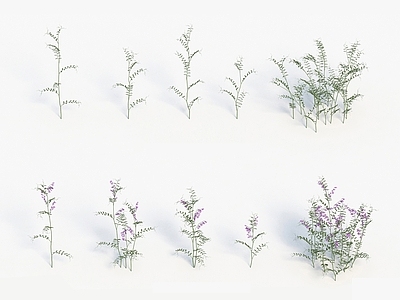 现代佛龛 植物小巢菜