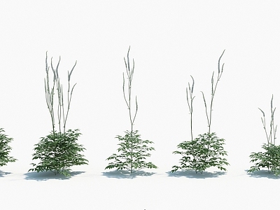 现代佛龛 植物单穗升麻
