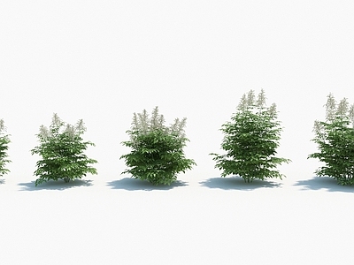 现代佛龛 现代装饰植物
