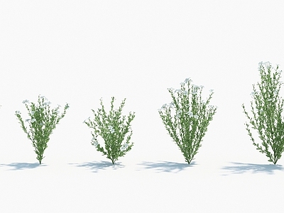 现代佛龛 现代装饰植物