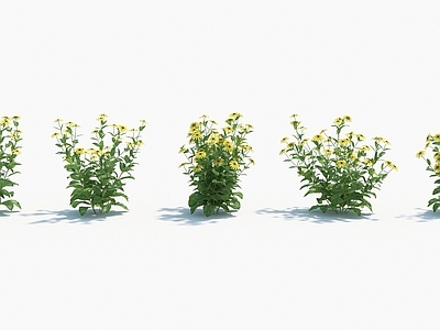 现代佛龛 现代装饰植物