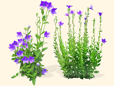 花草 2D桔梗 铃当花 包袱花
