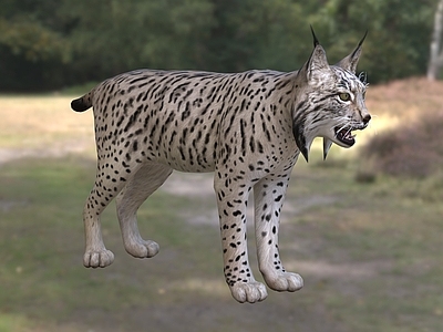 爬行类动物 伊比利亚猞猁 西班牙猞猁 南欧猞猁 动物 生物