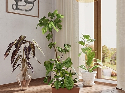 盆栽 现代绿植 植物 盆栽盆景 树