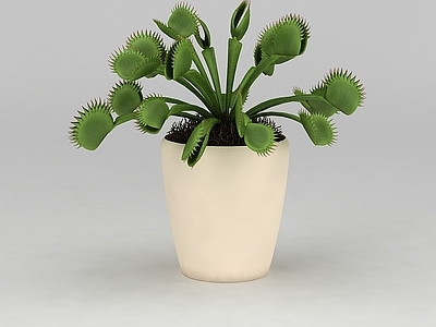 现代室内绿植盆栽