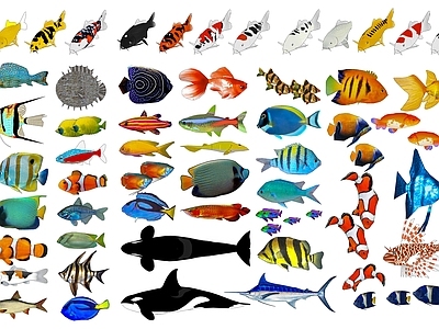 水生类动物 锦鲤金鱼 水生动物 海洋生物动物鱼类 海洋鱼类 海底生物鱼类