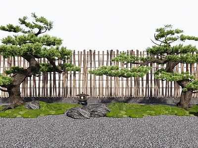 乔木 松树 罗汉松 庭院造景树 景观树 苔藓石头