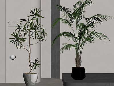 盆栽 植物 落地植物