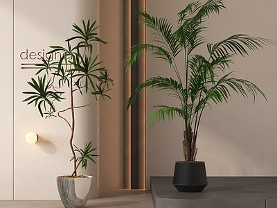 盆栽 植物 落地植物