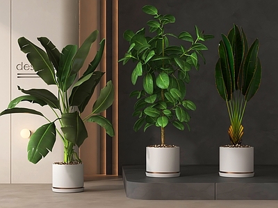 盆栽 植物 落地植物